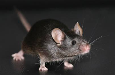 实验小鼠遗传质量快速检测服务