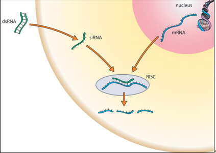 RNA干扰