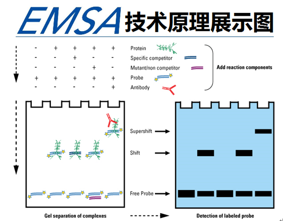 电泳迁移率实验（EMSA）